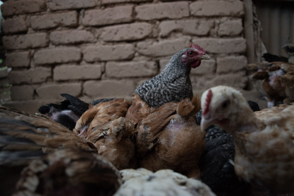 chickens in the Women's Group Chicken Raising project