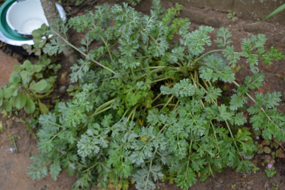 Plants in the Wangama Medicinal Garden