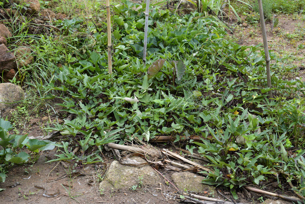 Plants in the Wangama Medicinal Garden