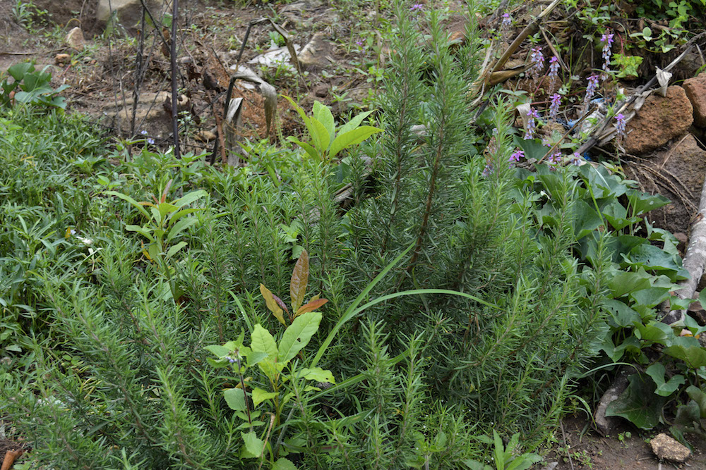 Plants in the Wangama Medicinal Garden